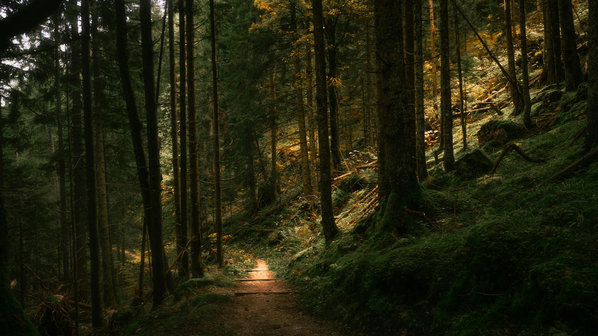 Walking as Medicine: Daily Steps, NEAT, and Longevity - Health and wellness article